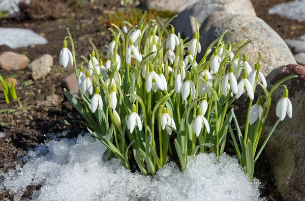 Las Gotas Nieve Vorónov Lat Galanthus Woronowii Parterre Jardín Primavera —  Fotos de Stock