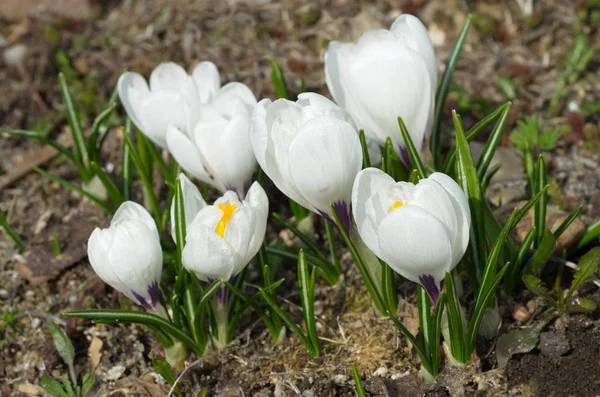 Fehér Crocus Virágzik Tavaszi Kertben — Stock Fotó