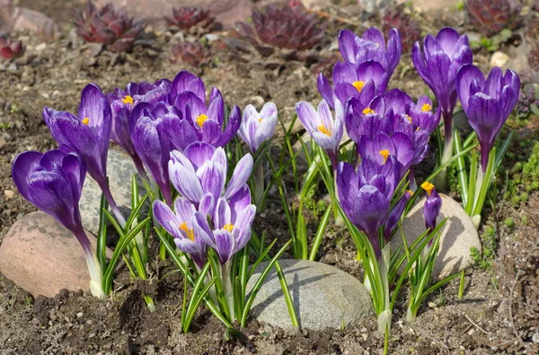 Blooming Purple Lilac Crocuses Garden — Stok fotoğraf