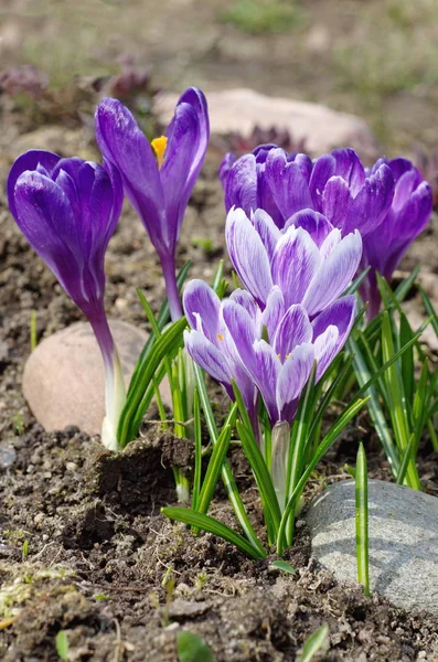 Квітучі Фіолетові Крокуси Клумбі Навесні — стокове фото