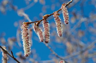Mavi gökyüzüne karşı Catkins 'li Aspen dalı