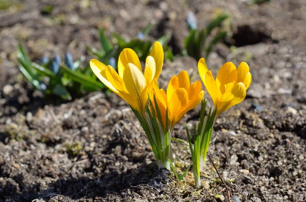 Sarı Timsahlar Bahar Bahçesinde Çiçek Açar — Stok fotoğraf