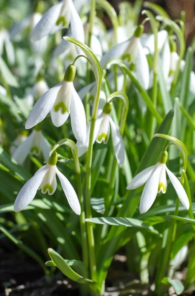 Snowdrops Voronov Lat Galanthus Woronowii Close — Stock Photo, Image