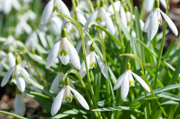 Blooming Snowdrops Voronov Lat Galanthus Woronowii Close — Stock Photo, Image