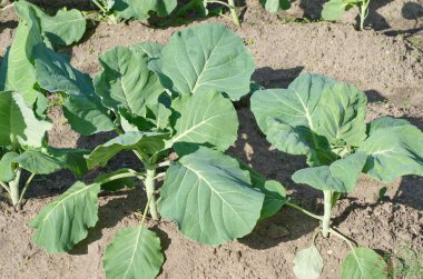 Sebze bahçesindeki bir yatakta lahana yetişiyor.