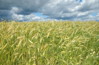Fırtınalı bir gökyüzüne karşı çavdar kulakları