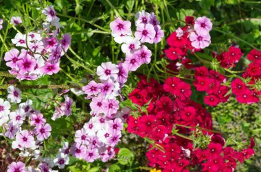 Pembe ve kırmızı yıllık Phlox bahçede çiçek açıyor