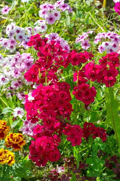 Multicolored Annual Phlox Bloom Garden — Stockfoto