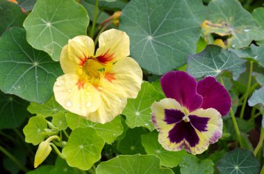 Nasturtium çiçekleri (lat. Tropeolum) ve üç renkli menekşeler (lat. Viola üç renkli)