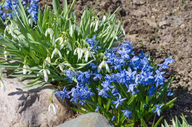 Scylla iki yapraklı Taurica veya Scilla (lat. Scilla difolia L.) ve Voronov 'un kar damlaları (lat. Bir bahar çiçek tarhında Galanthus woronowii)