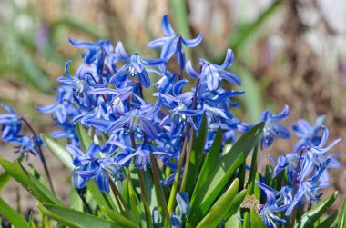 Scylla two-leaf Taurica or Scilla (lat. Scilla difolia L.) blooms in the spring in the garden