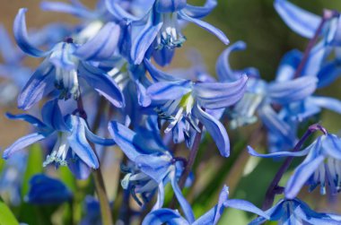 Scylla iki yapraklı Taurica veya Scilla (lat. Scilla difolia L. Yakın plan.