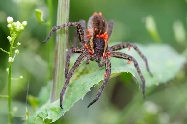 Spider Dolomedes Fimbriatus Sok Kullancsok Testen — Stock Fotó