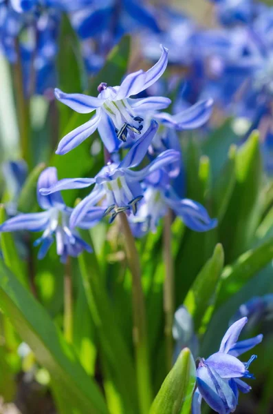 Çiçek açan Scylla Taurica veya Scilla (lat. Scilla difolia L) bahçede.