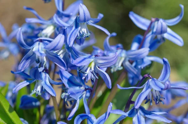 Scylla Taurica Dos Hojas Scilla Lat Scilla Difolia —  Fotos de Stock