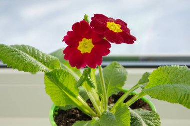 Kırmızı çuha çiçeği. Primula vulgaris) pencere eşiğinde bir tencerede
