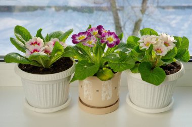 Çok renkli çuha çiçekleri (lat. Primula vulgaris) pencere eşiğinde saksılarda