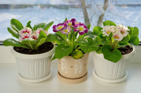 Разноцветные первоцветы (лат. Primula vulgaris) в горшках на подоконнике
