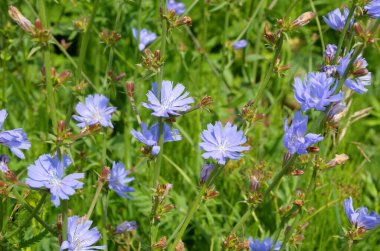 Sıradan Chicory (lat. Cichorium intybus) bir çayırda çiçek açar