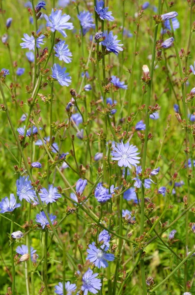 Cikorka Obyčejná Lat Cichorium Intybus Kvete Louce Letní Den — Stock fotografie