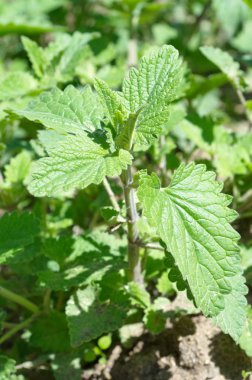 Melissa officinalis plant close up