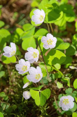 White flowers Oxalis acetosella in the forest in spring