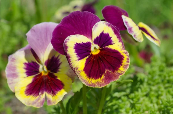 Violet Tricolor Lat Viola Tricolor Pansies Close — ストック写真