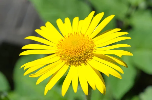 Doronicum Yellow Flower Close — Stock Photo, Image