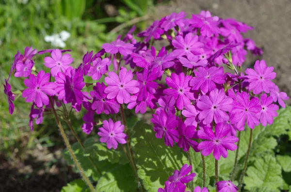 Primrose Lat Primula Cusoides Цветет Саду — стоковое фото