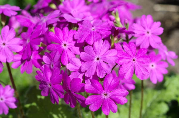 Primrose Lat Primula Cortusoides Расцветает Крупным Планом — стоковое фото