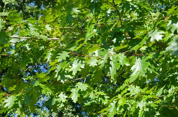 Zelené Listy Dubu Holly Lat Quercus Rubra Větvích — Stock fotografie