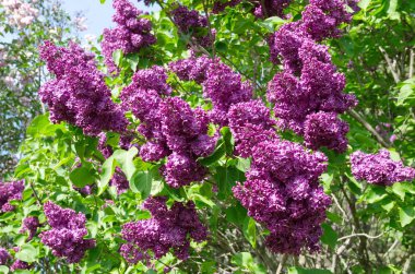 Bir güneşli bahar gününde çiçek leylak