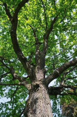 Trunk and crown of a tall oak on a spring day