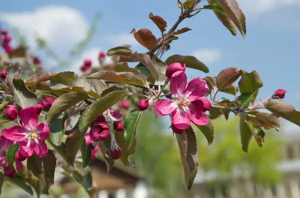 Kwitnące Jabłoń Jasnoróżowymi Kwiatami — Zdjęcie stockowe