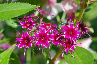 Leylak Yıllık Phlox Türleri 