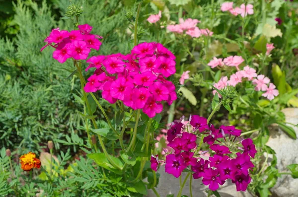 Éves Phlox Virágzás Egy Virágágyás Kertben — Stock Fotó