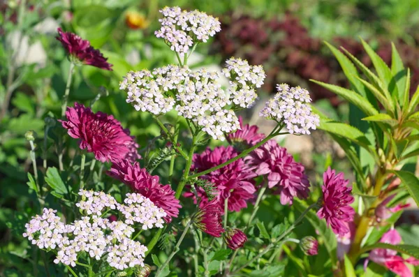 White yarrow and pink chrysanthemums in the garden