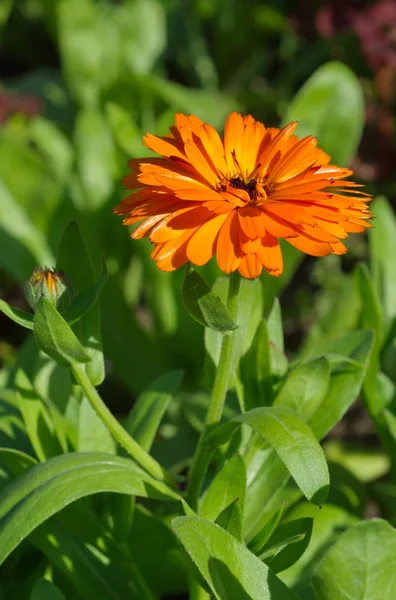 Kwiat Nagietka Lat Calendula Officinalis Ogrodzie Letnim — Zdjęcie stockowe