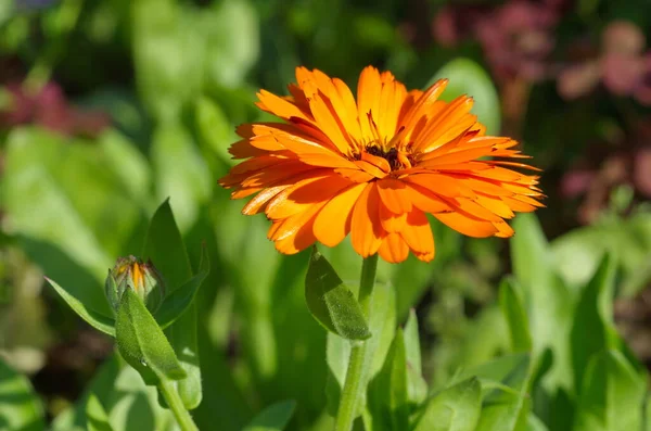 Kwiat Nagietka Lat Calendula Officinalis Ogrodzie Bliska — Zdjęcie stockowe