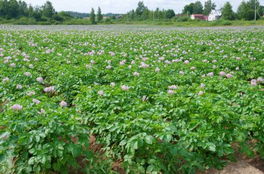 Çiçekli patates tarlasıyla yaz kırsalları