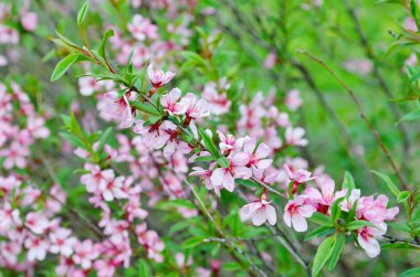 Bozkırın bademleri (lat. Bahar bahçesinde erik tenella çiçek açar.