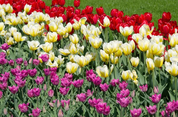Весеннем Парке Цветут Разноцветные Тюльпаны — стоковое фото