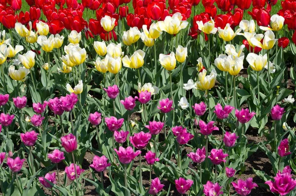 Фон Ярких Разноцветных Тюльпанов — стоковое фото