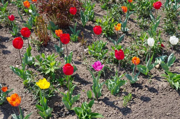 Весной Клумбе Цветут Разноцветные Тюльпаны — стоковое фото