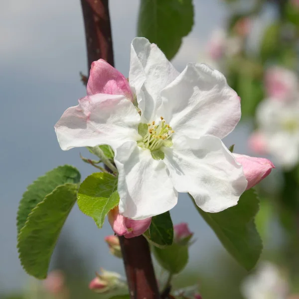 Kwiat Jabłoni Zbliżenie — Zdjęcie stockowe