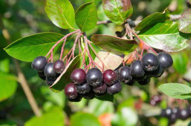 Aronia ya da boğuk dut (lat. Aronia melanocarpa) Yakın plan