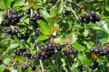 Aronia ya da boğuk dut (lat. Aronia melanocarpa), dallardaki meyveler