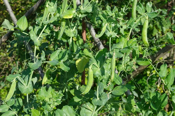 Kacang Hijau Lat Pisum Tumbuh Kebun Sayuran — Stok Foto
