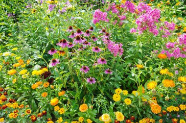 Summer flowerbed with bright garden flowers clipart