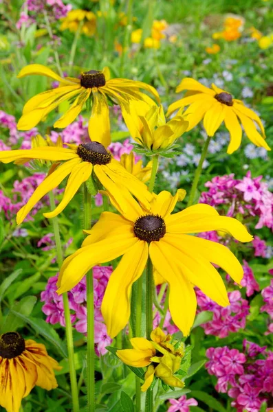 Flor Rudbeckia Amarela Jardim Verão — Fotografia de Stock